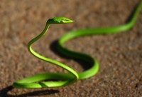green-whip-snake