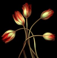 Your-Beauty-lovely-tulips