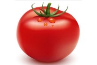 Illustrate-a-Tomato-Using