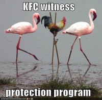 kfc witness protection