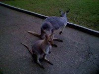 Wallaby s