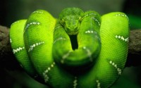 green snake!!!