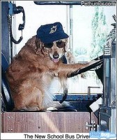 Dog-bus-driver