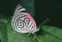 89 Butterfly iN Rainfores