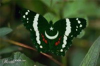 Pakistani Flag 0n BF
