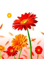 Bful daisy