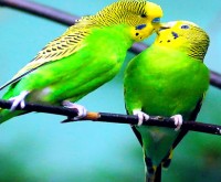 Love birds*
