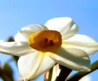 Daffodil flwr4u