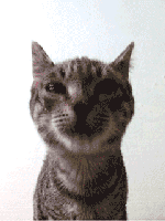 Tabby Cat - Screen L