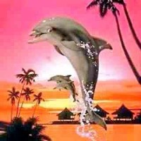 Dolphin: Freedom denotes 