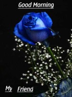 Morning Blue Rose