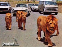 lions group