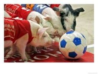 Piggy Sport