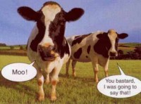 Cow Argument