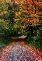 Autumn Lonely Trail