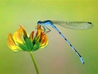 wallpaper dragonfly? lol