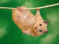rat dangling