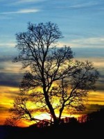tree against the sunset