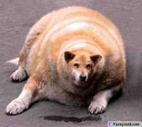 fatdog (jpg)