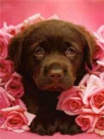 puppy in pink