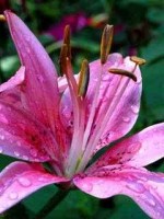 pink lilly