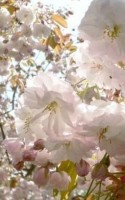Sakura bl