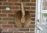 Asinine Doorbell Picture