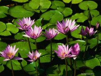 MG_Water lilies