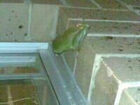 Green tree frog..