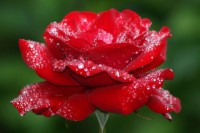 Wet rose.