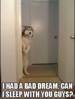even dogs get scared