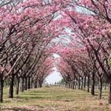 Parque das Flores – Campinas